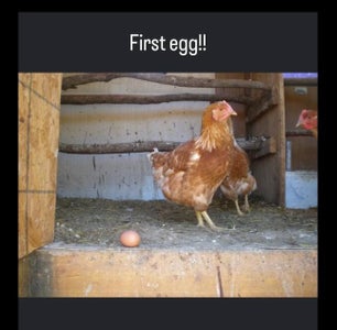 The Homesteading Genesis Story