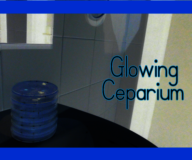 Glowing Bacteria Ceparium