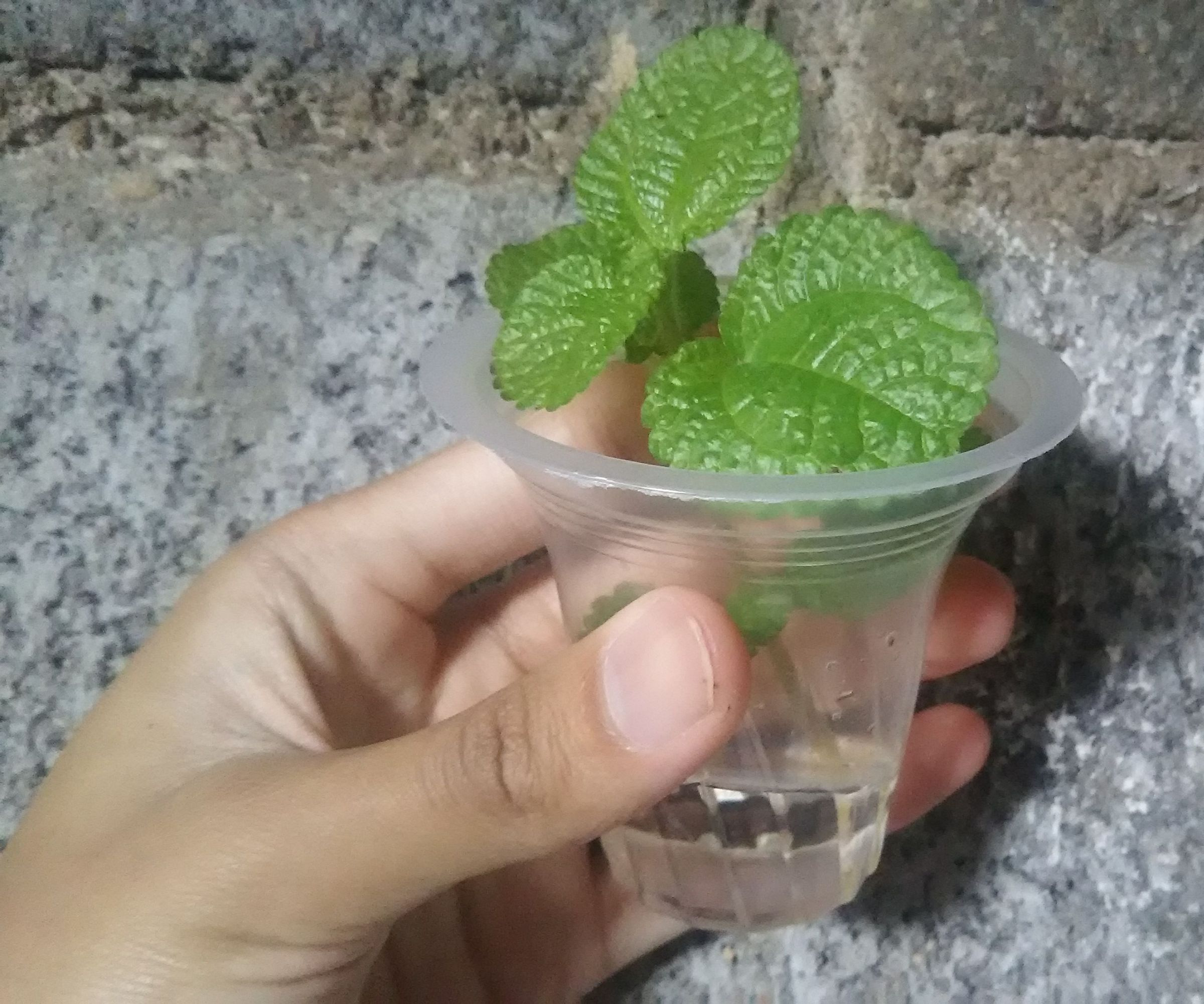 How to Water Propagate Pilea Creeping Charlie (Pilea Nummulariifolia)