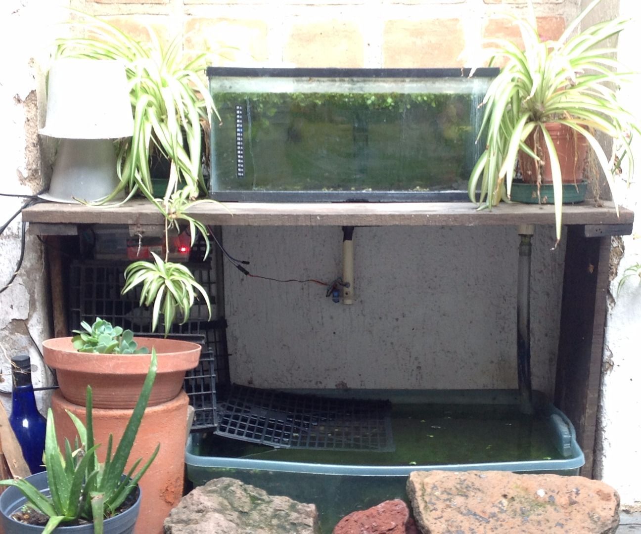 Alimentador Automatico De Mascotas