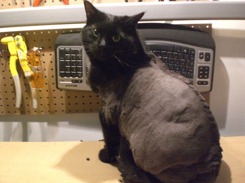 How to Shave a Cat Instructables