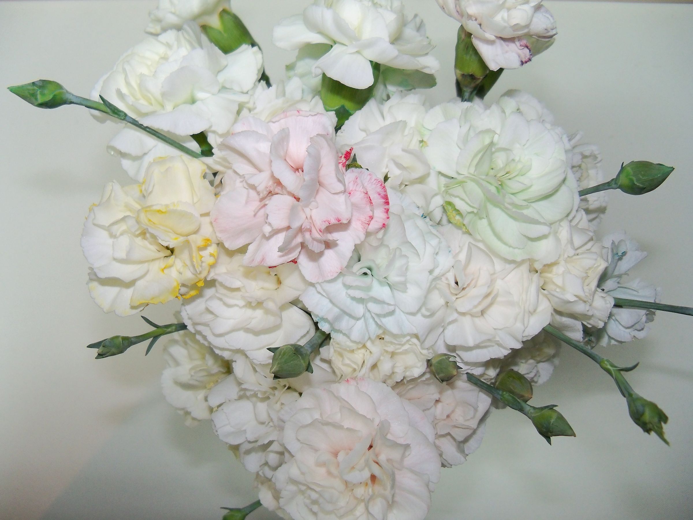 Make Multicolored Carnations . . . With Science! 5 Steps (with