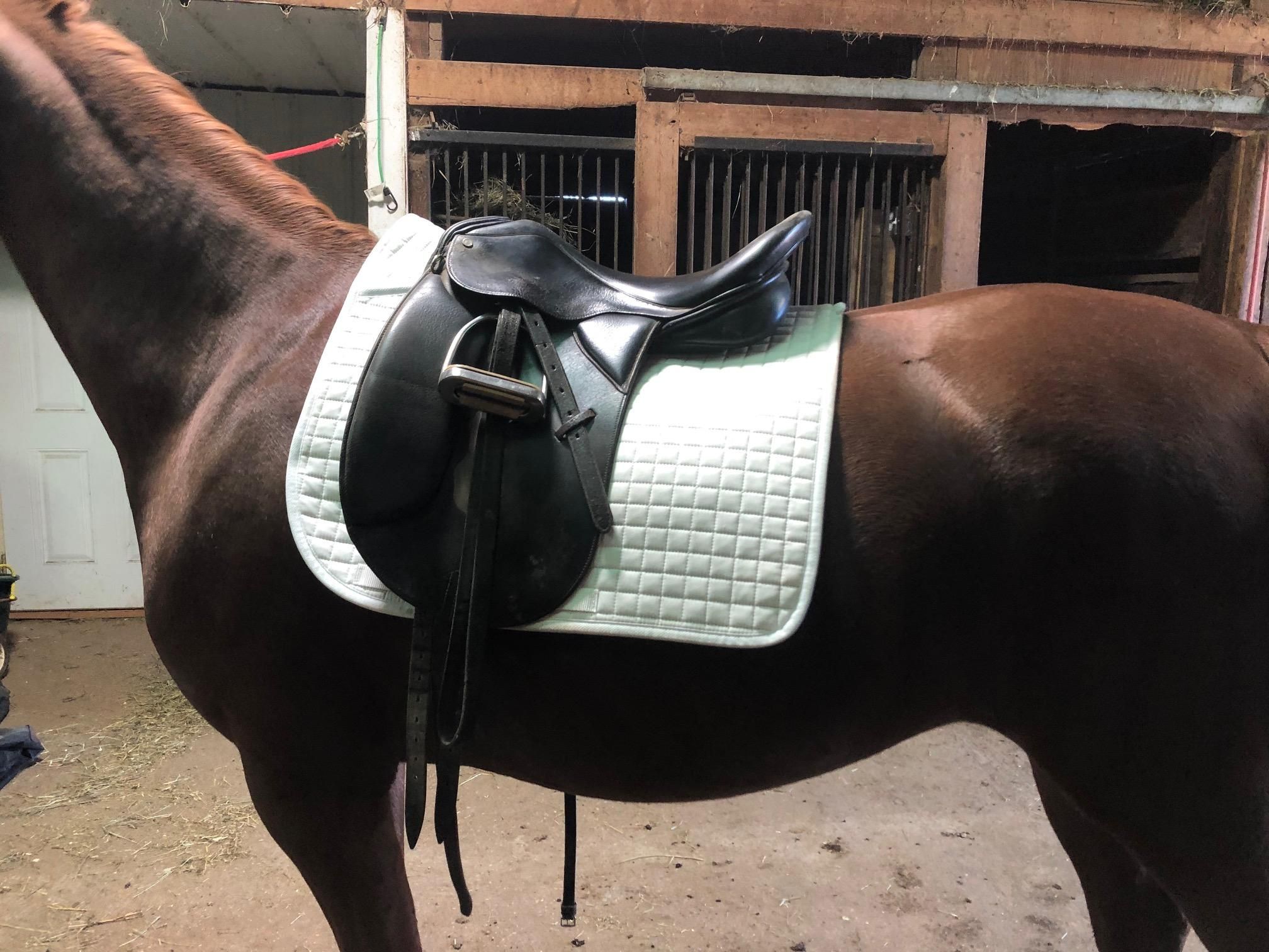 Tacking Up a Dressage Horse 7 Steps (with Pictures) Instructables