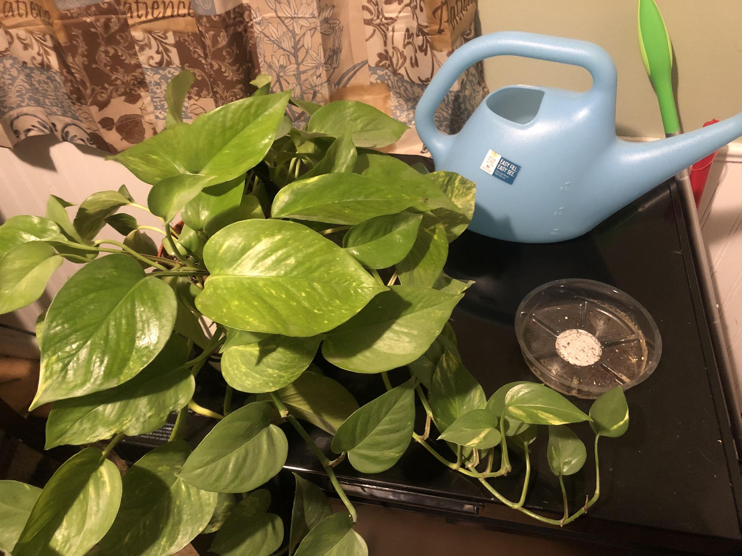 How to Water Your House Plants 10 Steps Instructables