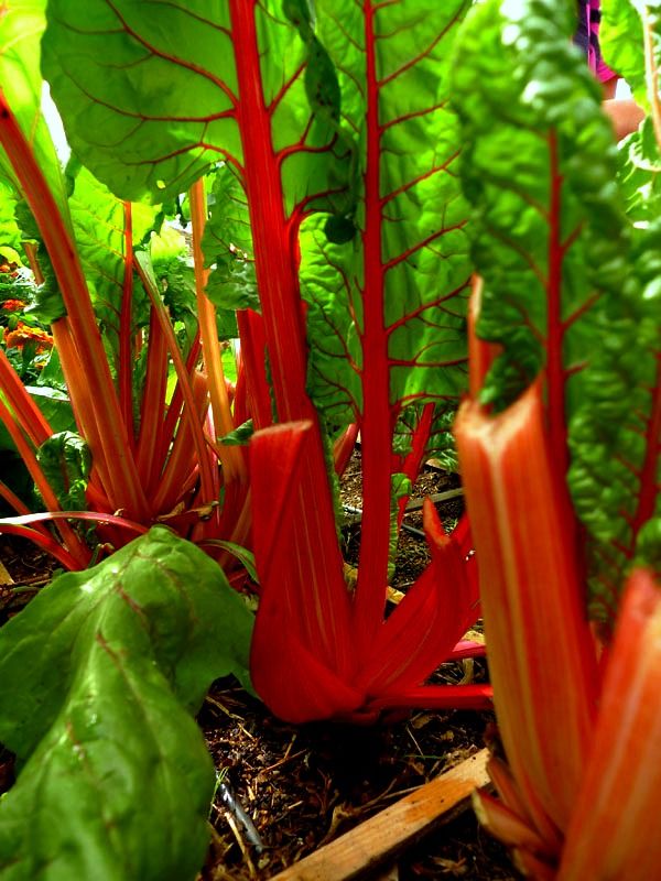 Fresh-n-Tasty Veggies (in the Winter!)