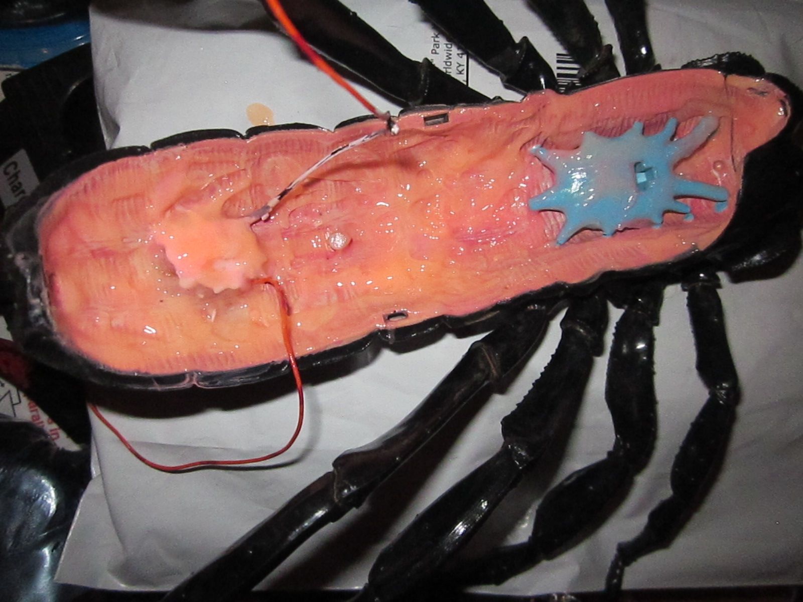 Finished Building a Flat Rock Scorpion model  (Hadogenes troglodyte) And illuminating it