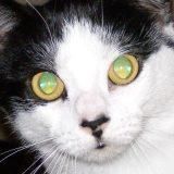 Instructables profile picture for @myrtle