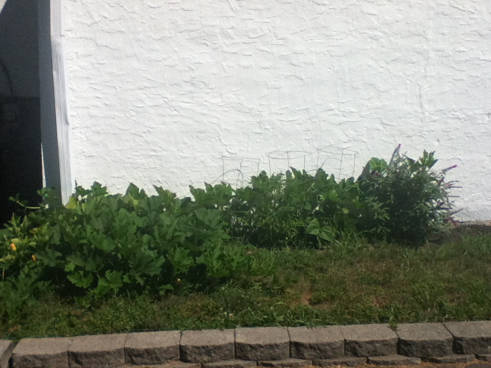 How to Plant a Successful Garden