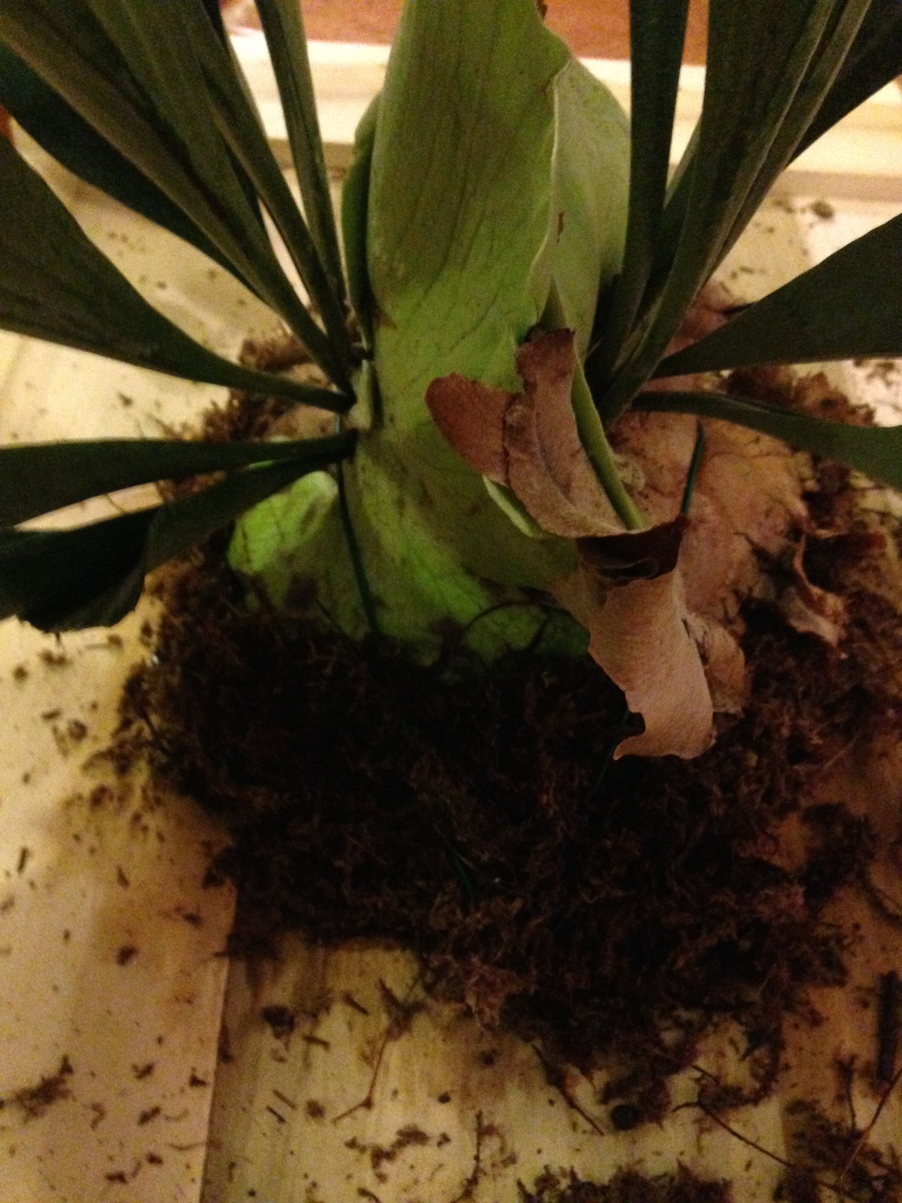 Plant Taxidermy Mounting a Staghorn Fern 10 Steps Instructables