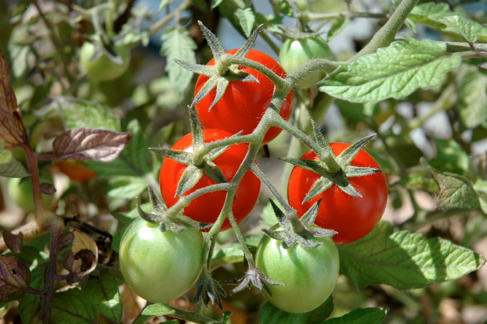 How to Make a Raised Garden Bed With Tomatoes 13 Steps Instructables
