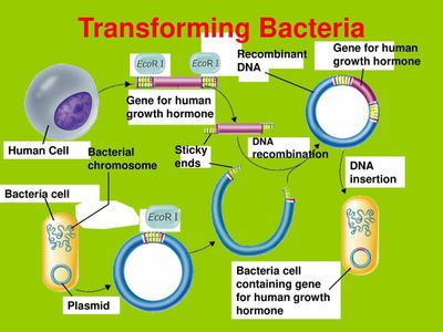 Transformation in Bacteria