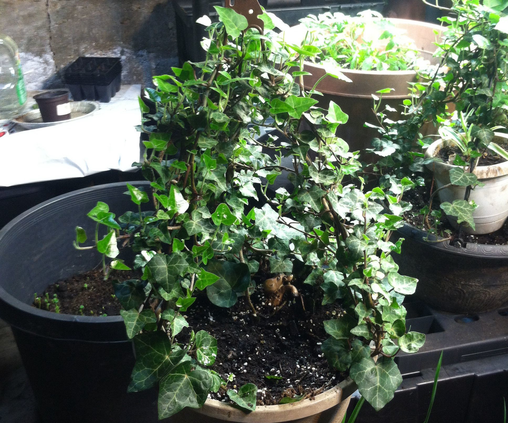 Air Layering Propagation With Clay, Diapers, and Dirt 