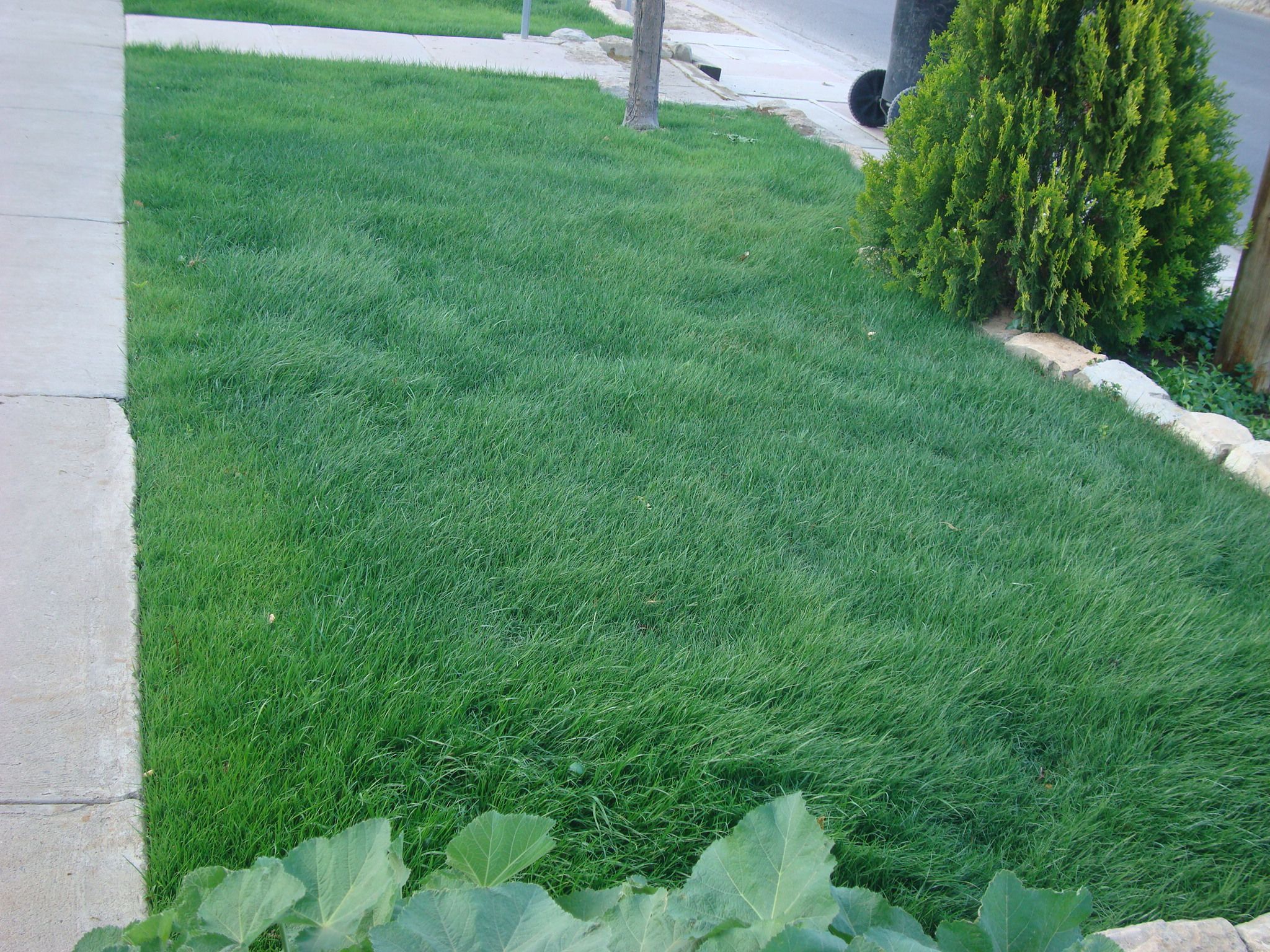 How to Plant Water Saver RTF Grass Seed 13 Steps (with Pictures) Instructables