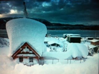 herwood_forest_alaska