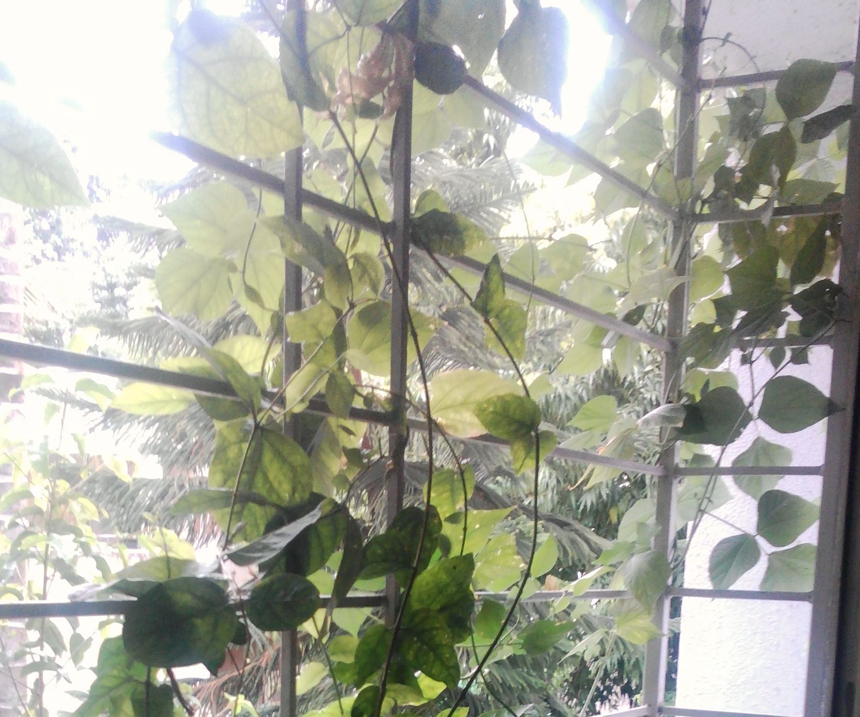 Window Garden on Kitchen & Garden Waste and Water