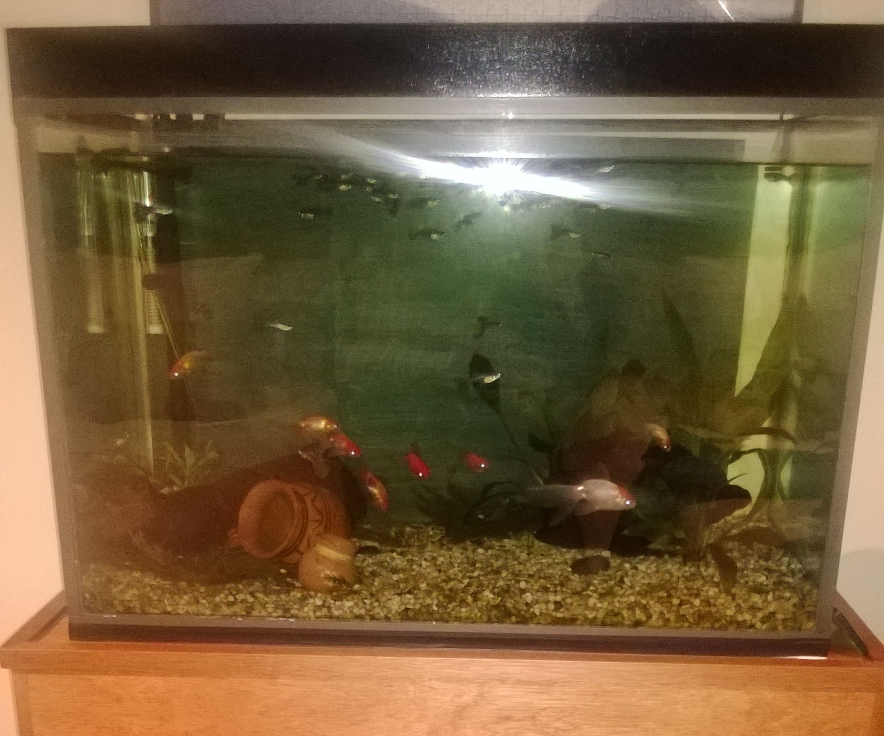 DIY Full Aquarium 