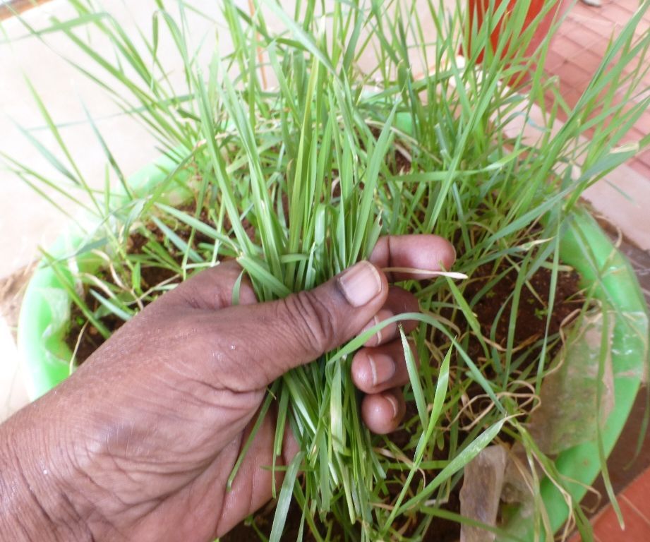 How to Grow Wheat Grass at Home
