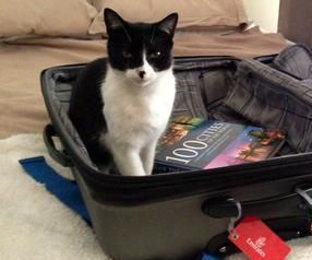 How To Travel With A Pet