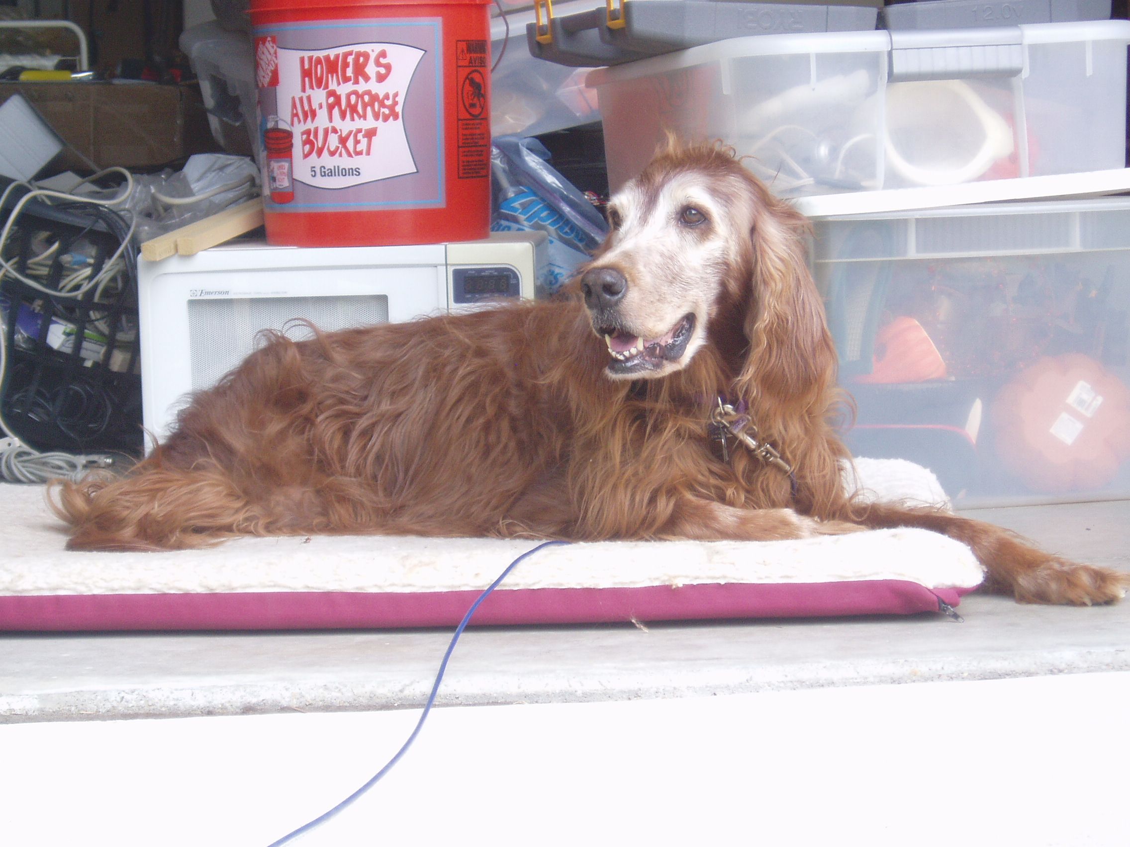 How to Feed Pills to Your Dog