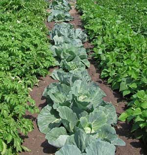 How to Make the Best Ever Fertiliser Without Using Chemicals