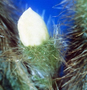 Locate Unopened Bud on Female Parent