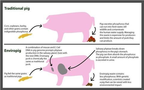 Transgenic Animals
