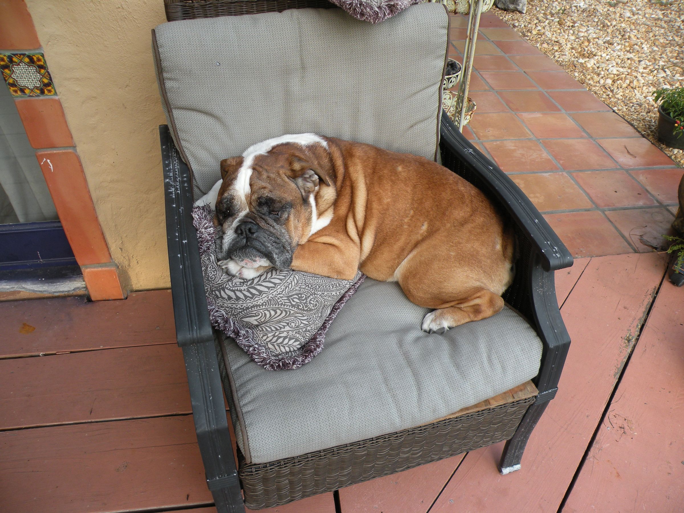 How to Clean a Bulldogs Skin, Part 2