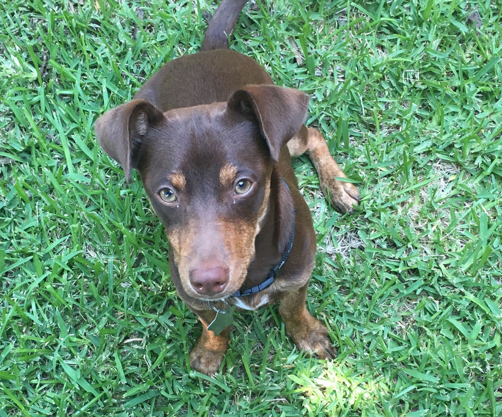 DIY Doggie Septic System With Natural Starter