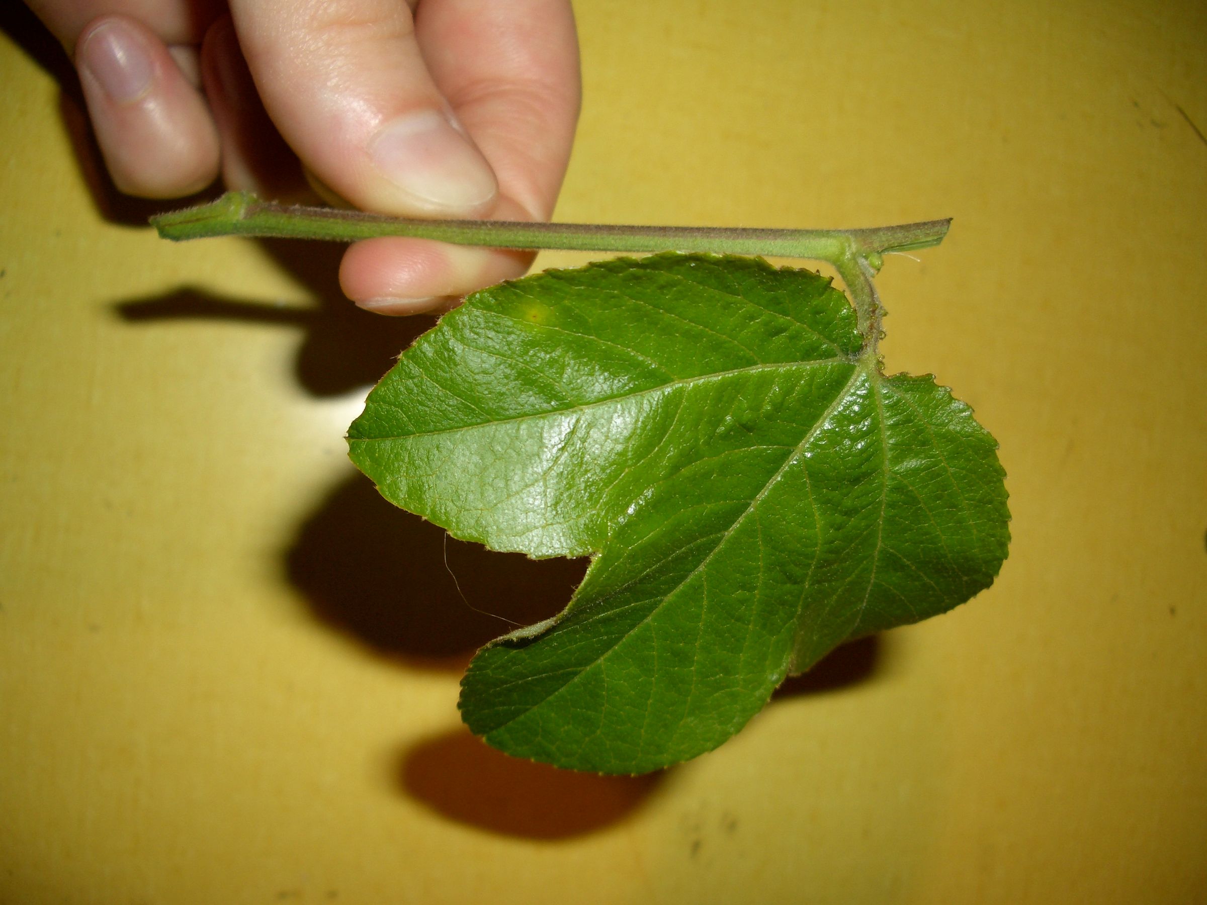 Rooting Plant Cuttings