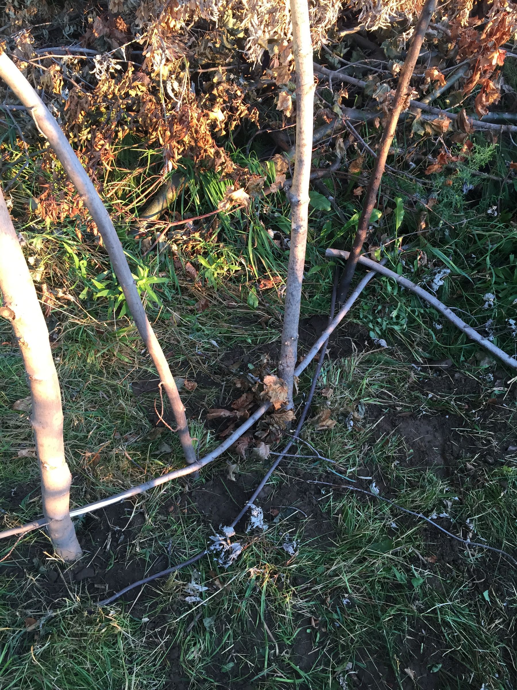 A Woven Two Bin Compost Pile