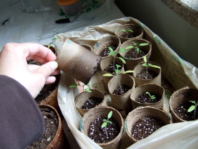 cheapest way to start seeds indoors