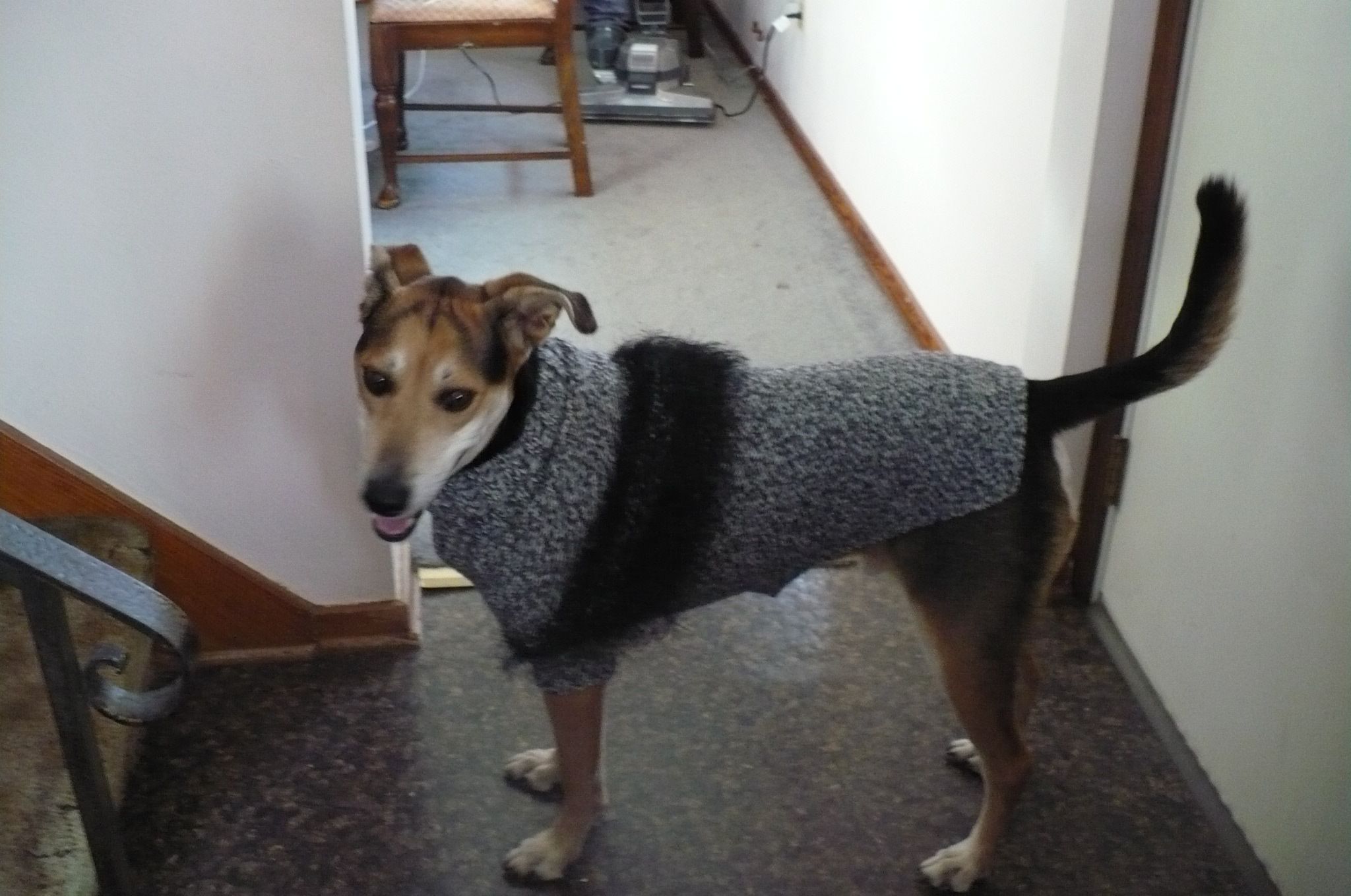 Steve the Dog and His Sweater