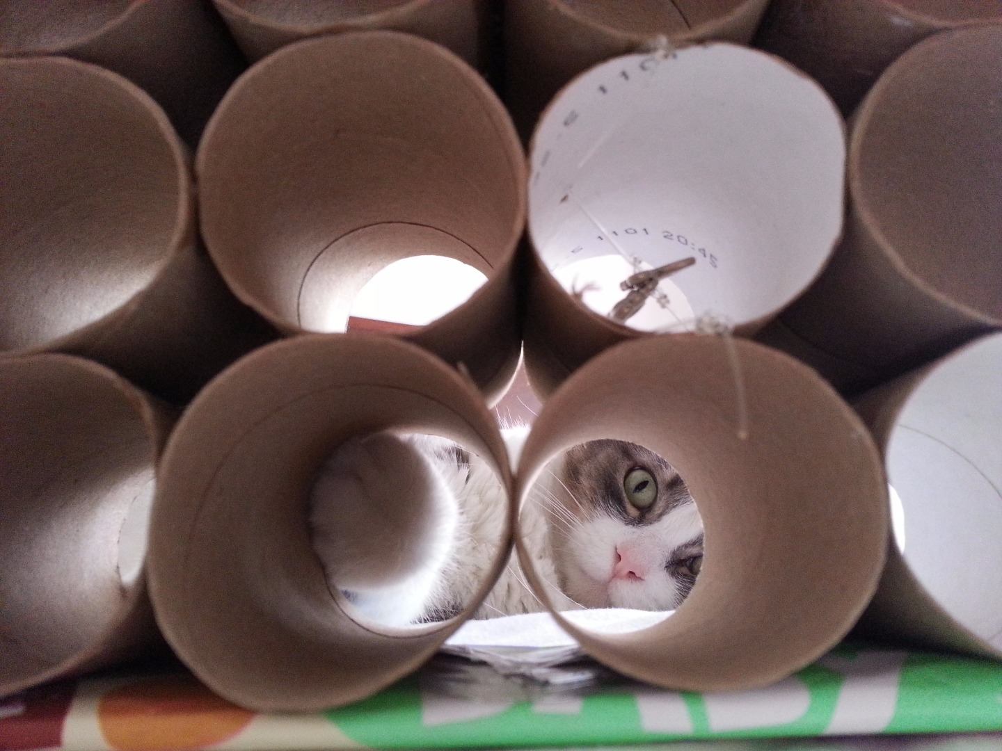 An awesome toy only for non-lazy cats! 