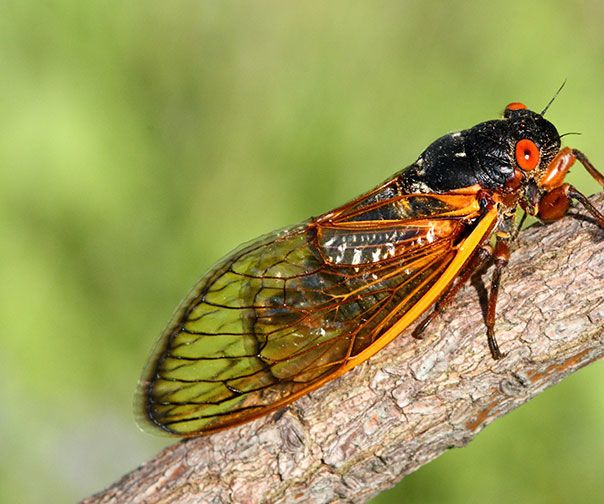 HALOOWEEN SCARY INSECT...