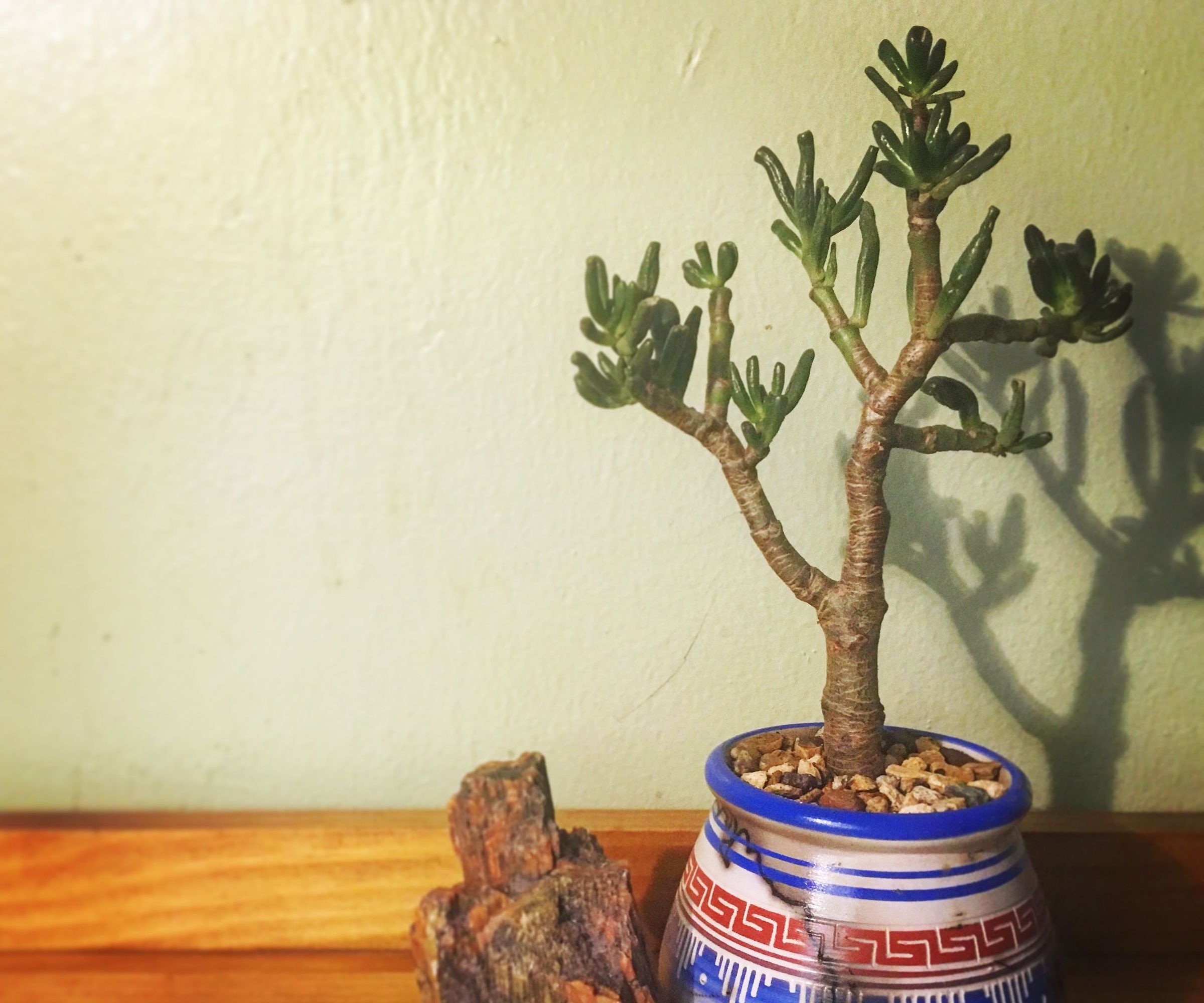 How to Care for Succulents (plants)
