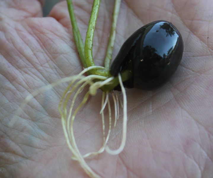 Como Germinar La Flor De Loto