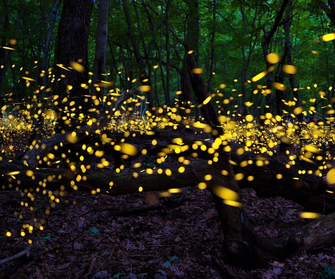 Fireflies !!
