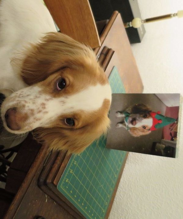How to Make a Dogvent Calendar