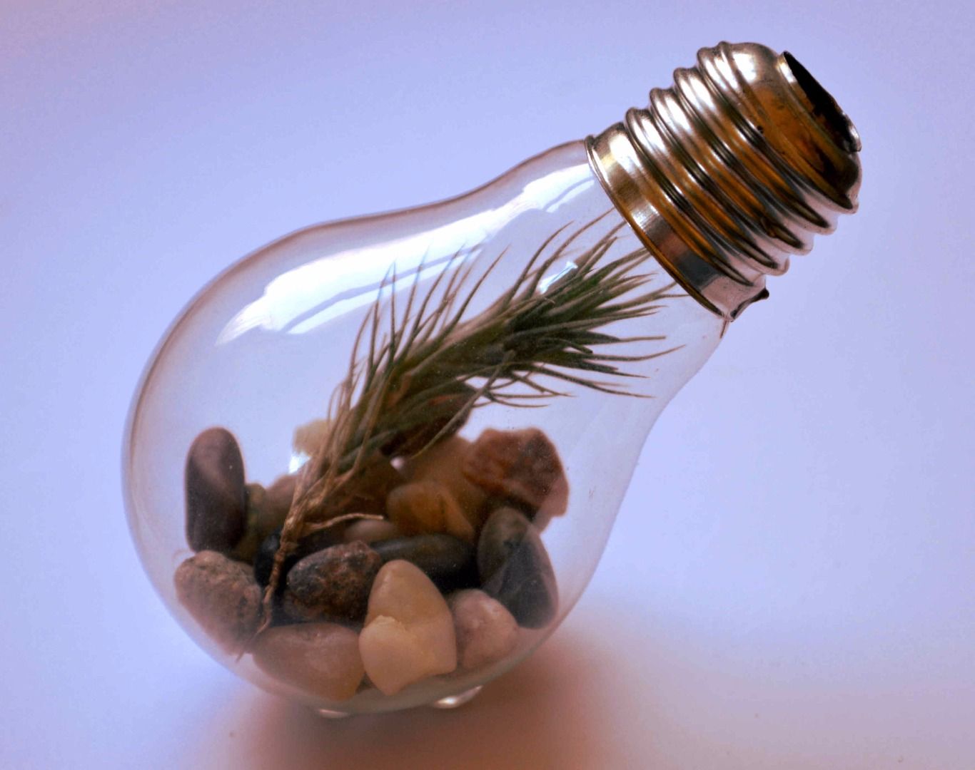 How to Make a Light Bulb Terrarium Instructables