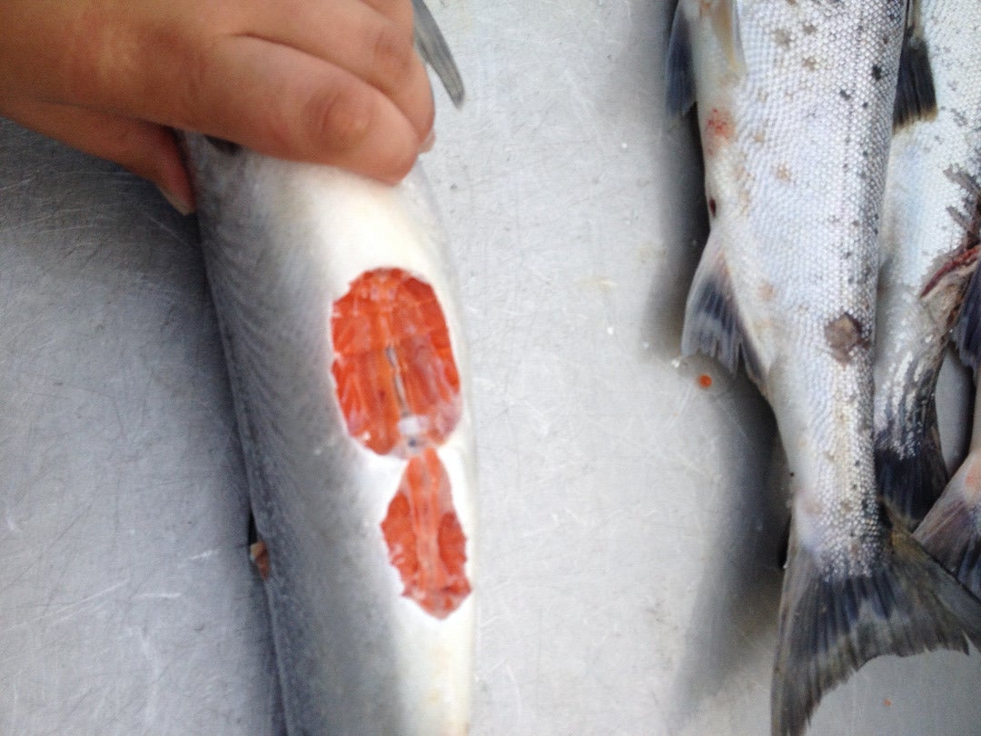 how to clean salmon fish