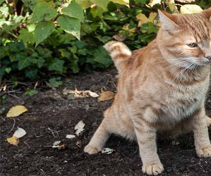 Ultra Sound Cat Repeller Based on ATTINY85