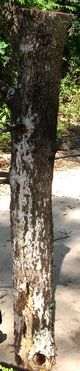 The Power Tree: Outdoor Power Source