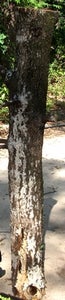 The Power Tree: Outdoor Power Source