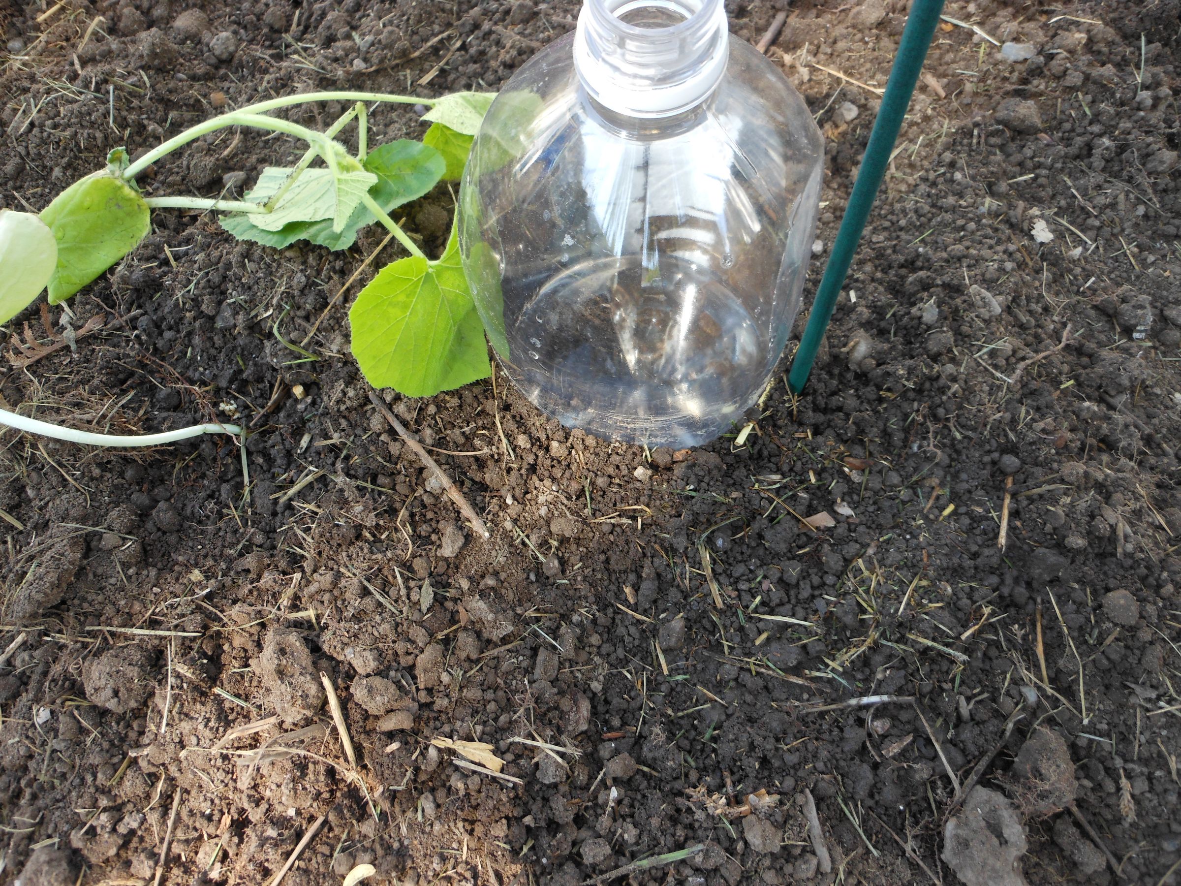 DIY Drip Irrigation Bottles