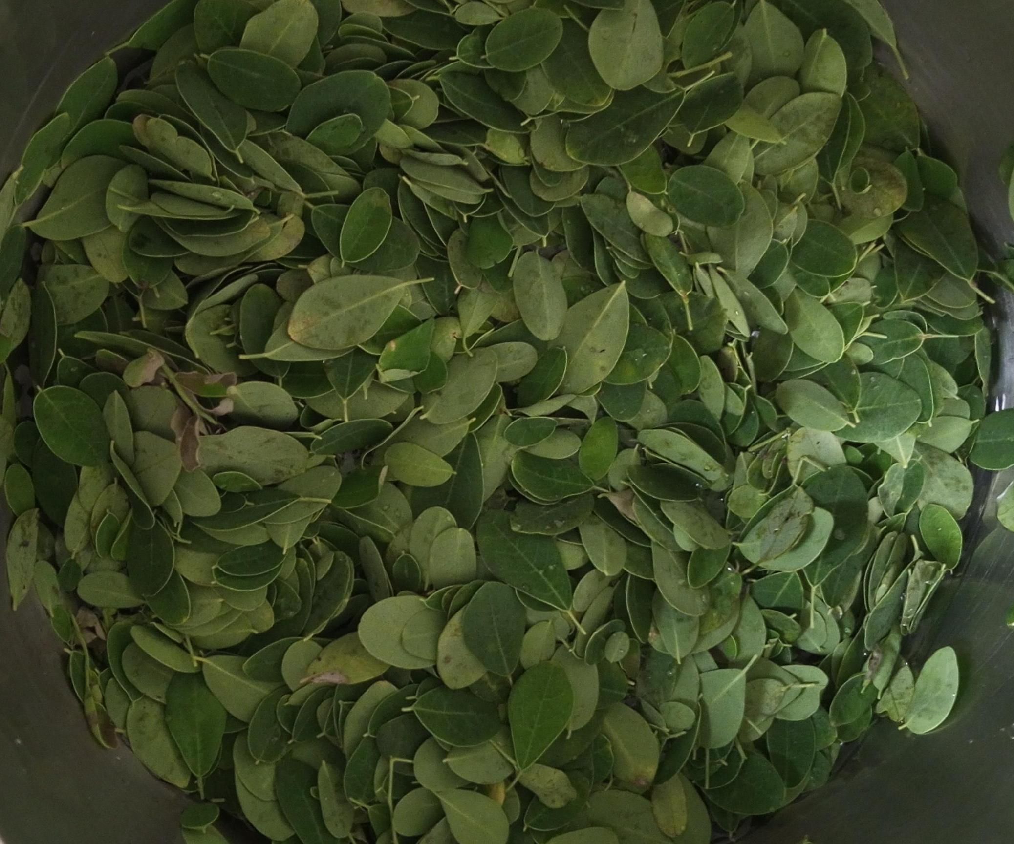 Wastewater of Moringa Oleifera and Momordica Charantica As the Treatment of a Malignant Carcinoma Patient by Correcting the Number of MC/VER, Lymphocy