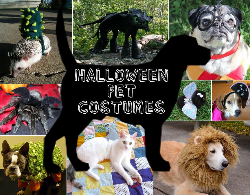Collection Cover Image: Halloween Pet Costumes