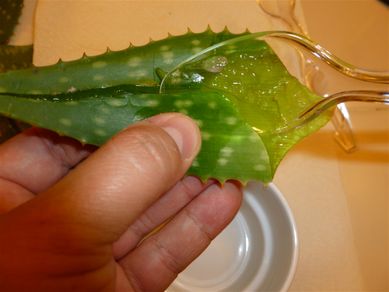DIY Aloe Vera Gel : 4 Steps (with Pictures) - Instructables