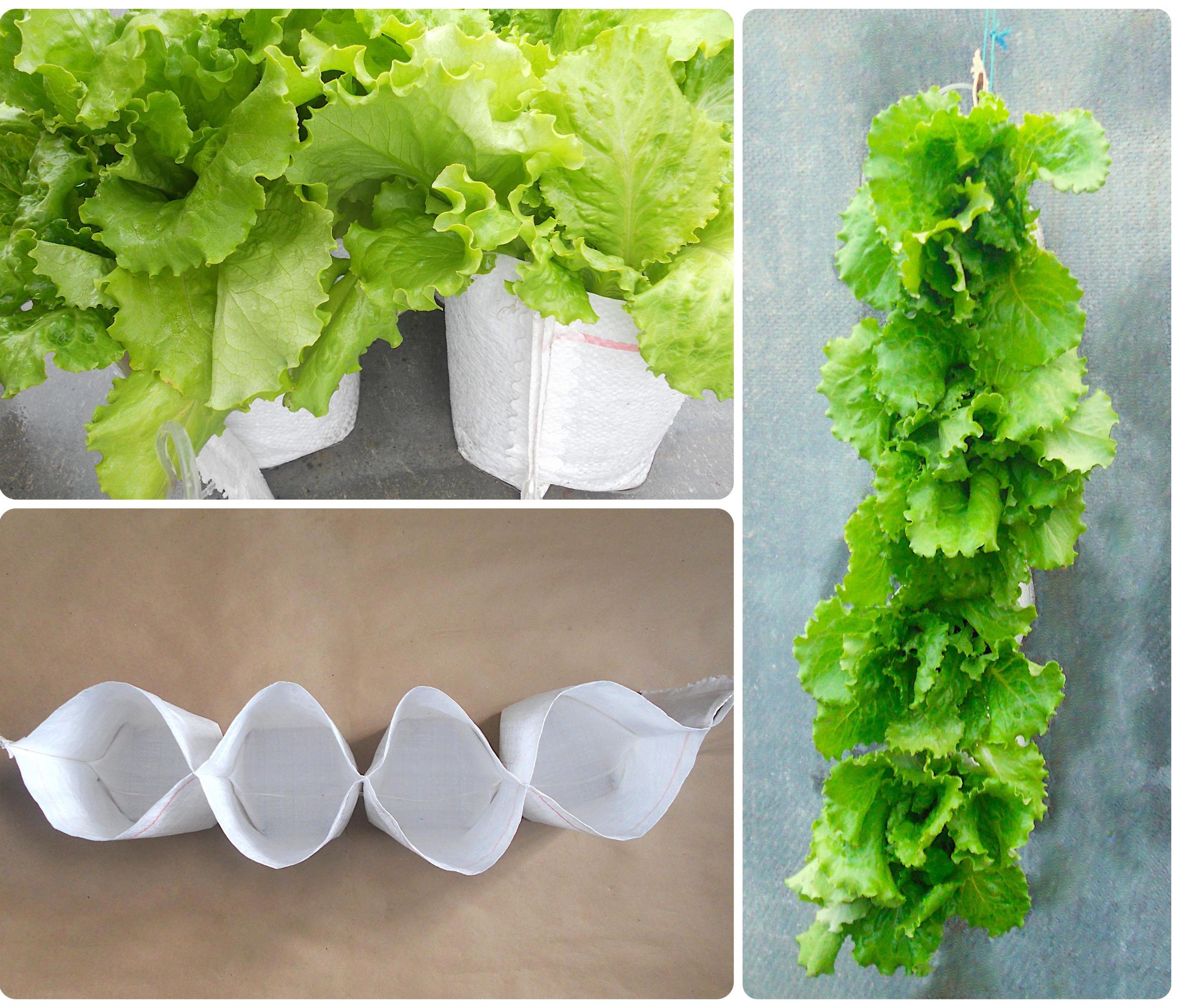 Vertical Garden From Polypropylene Bag in 10 Minutes