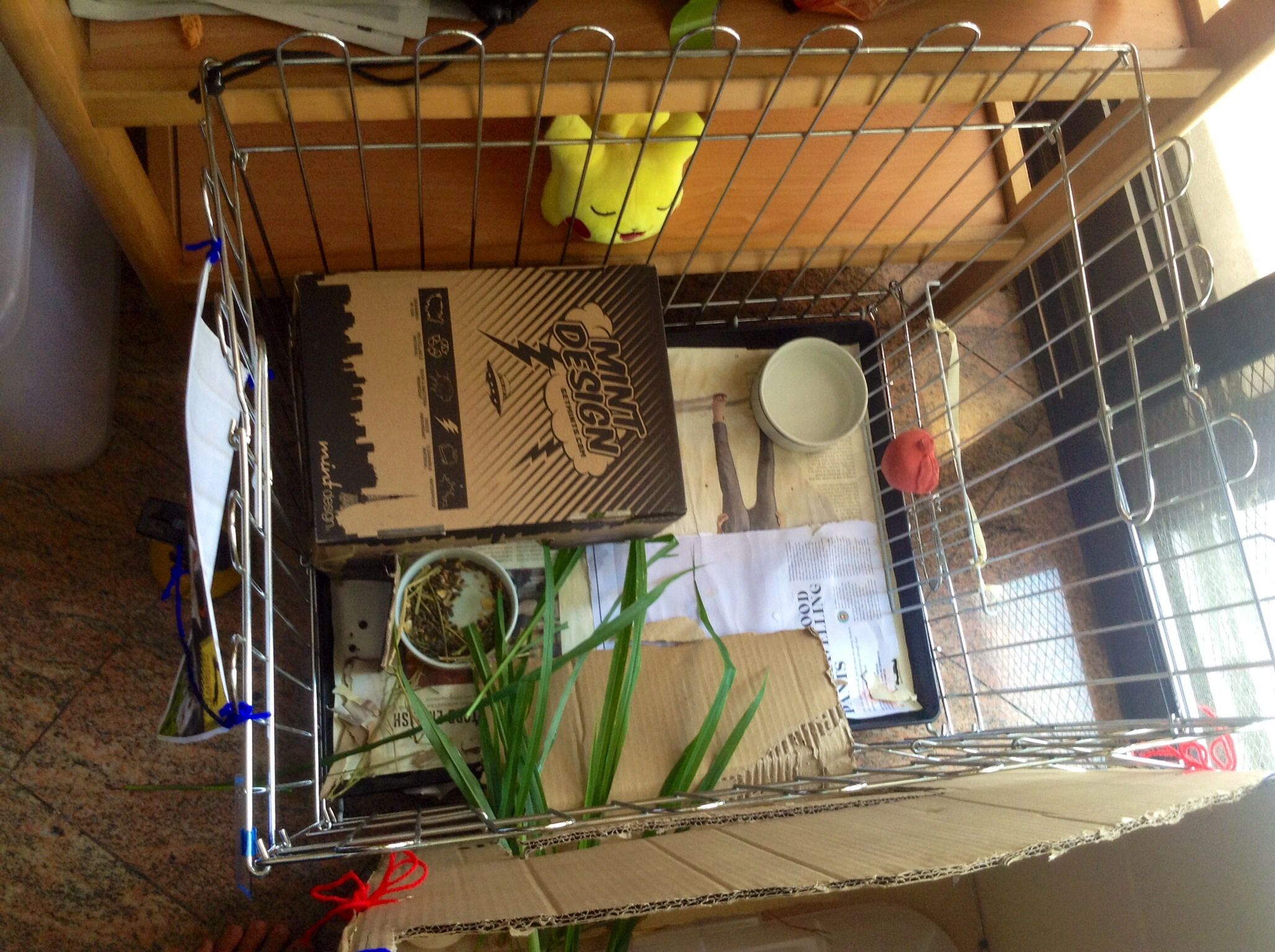 How to Keep Your Rabbit Happy and Healthy Instructables