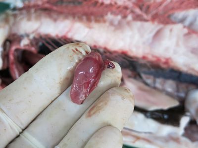 Gar Fish Dissection Fish Dissection! : 11 Steps (with Pictures) - Instructables